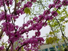 -上海市第一人民医院(松江南部)