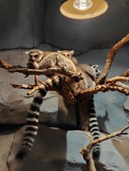 -Zoolung Zoolung动物主题公园(海信广场店)