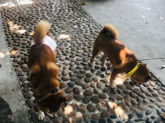 -柴犬高等学院·狗咖·柴犬售卖·宠物训练