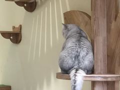-猫和宫(六道口店)