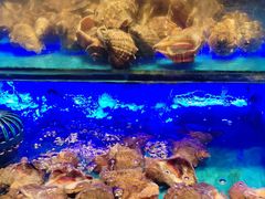 -SEA西雅图海鲜自助餐厅(海乐世界店)