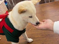 -豆柴町-柴犬主题狗咖(红鼎国际C座店)