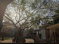 -广州动物园