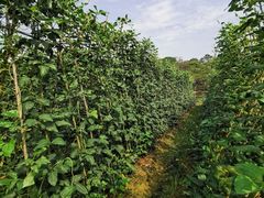-凤岗南门山森林公园