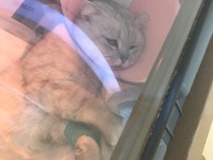 -芭比堂动物医院·犬猫全科·异宠专科(雁塔分院)
