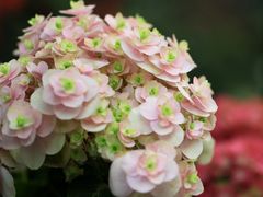 -越秀西湖花市(广州城市广场花卉店)
