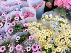 -双季花艺园艺市场(浦东店)