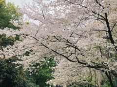-武汉大学-樱园