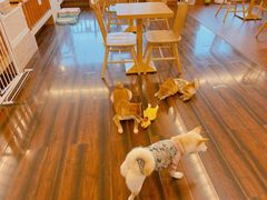 用餐区-豆柴町-柴犬主题狗咖(红鼎国际C座店)