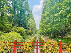 -东平国家森林公园