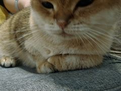 -逗柴咖啡屋·狗咖猫咖宠物桌游