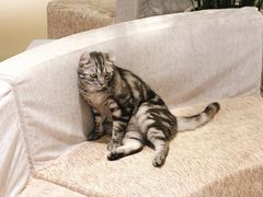 -藏猫猫咖啡主题馆(中央大道店)