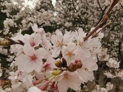 -武汉大学-樱园