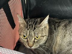 -中农国际动物医院24小时·猫科·骨科·急重症中心