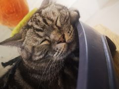 -平行世界·猫咖(首经贸店)