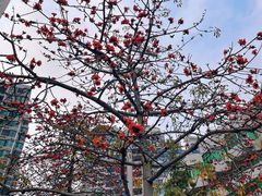 -深圳国际园林花卉博览园