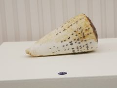 -青岛贝壳博物馆