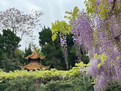 -嘉定紫藤园