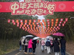 -都江堰中华大熊猫苑