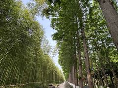 -黄海国家森林公园