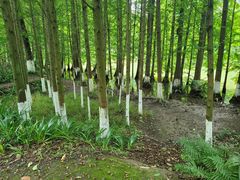 -桤木河湿地公园