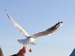 -海埂大坝