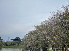 -海珠湖公园