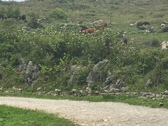 -齐岳山
