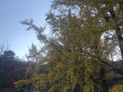 -阳台山自然风景区