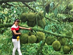 -都念榴莲·城市榴莲