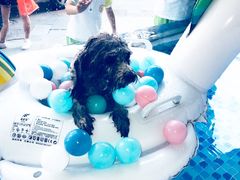 -BABYDOG宝贝狗宠物乐园(欧洲城店)