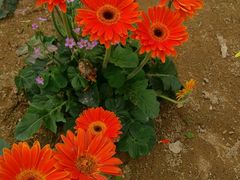 -松山湖梦幻百花洲