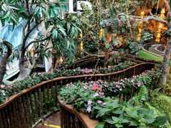 -正佳雨林生态植物园