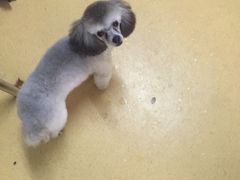 -喵宠乐园·撸猫互动·猫舍