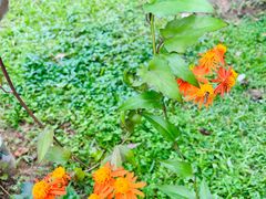 -中国科学院华南植物园