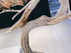 -KUNCHA鲲茶·江西制茶(铜锣湾店)