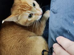 -爱诺耐芙动物医院(万博店)