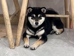 -柴犬小屋·柴餐厅·狗咖食堂(金鼎广场店)