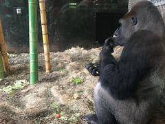 -林肯公园动物园