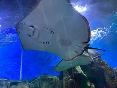 -顺德南宏海立方海洋公园