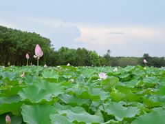 -梁鸿国家湿地公园