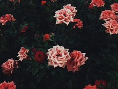 -九龙公园