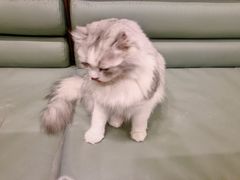 -MOYOYO猫咪咖啡店