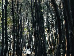 -火炉山森林公园