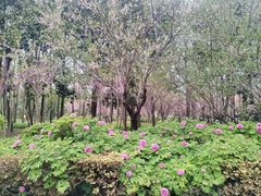 -洛阳市隋唐城遗址植物园