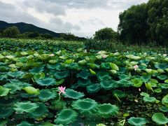 -长兴太湖图影湿地文化园
