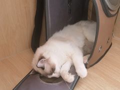 -美联众合动物医院·24h京西诊疗中心
