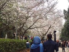-武汉大学-樱园