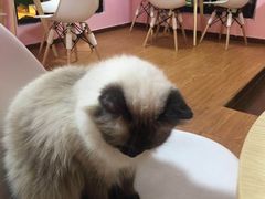 -李小姐の猫咖啡馆(五角场店)