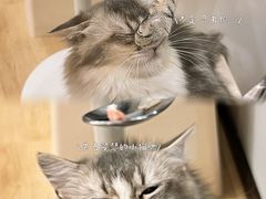 -有喵·猫咖·狗咖·30几只猫10只小狗(岗厦店)